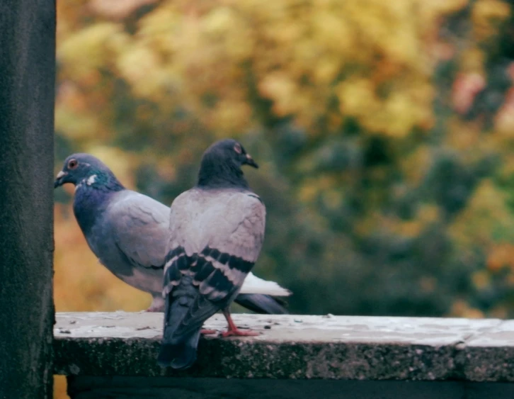 two pigeons perched on a ledge next to trees