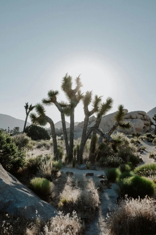 the sun is shining in the distance near a desert