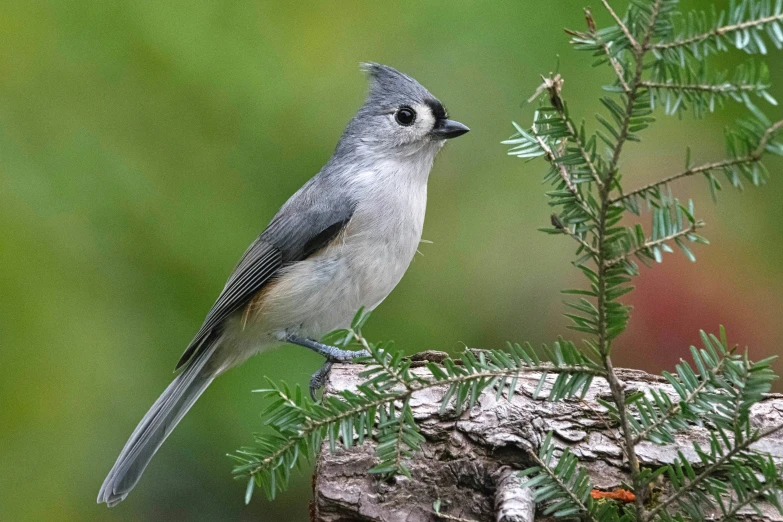 a small grey bird perched on top of a nch