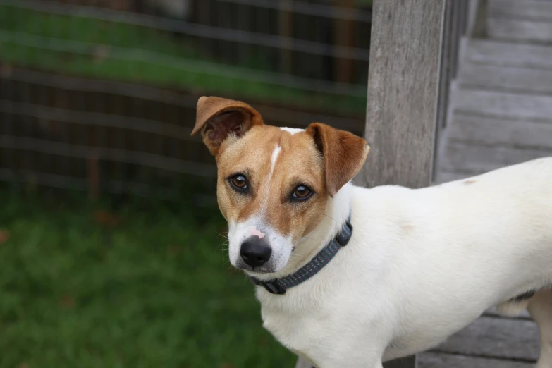 a brown and white dog standing next to a wooden fence