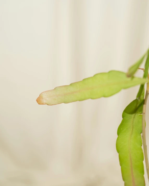 a plant is pictured in front of a white backdrop