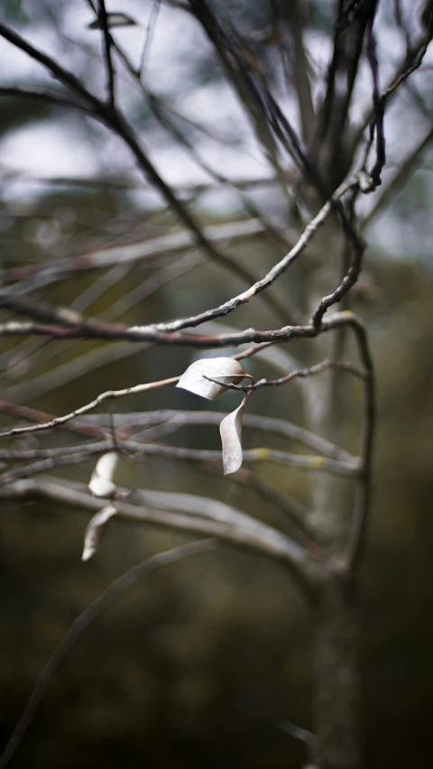 there are only leaves on the nch of a tree