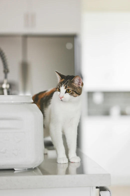 a white and brown cat on top of a counter