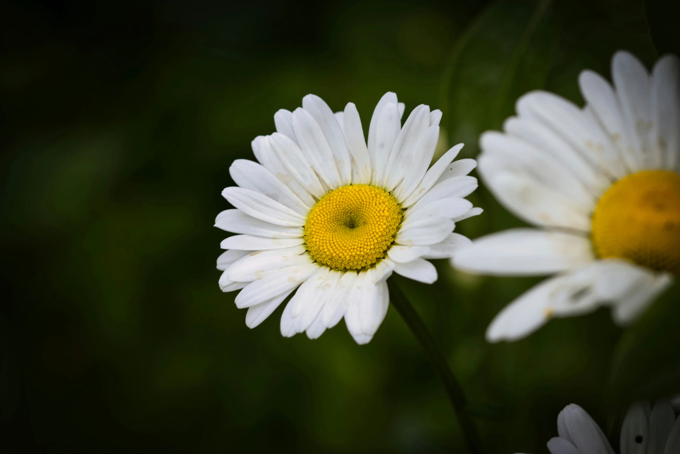 white and yellow flowers, taken on an overexposed camera