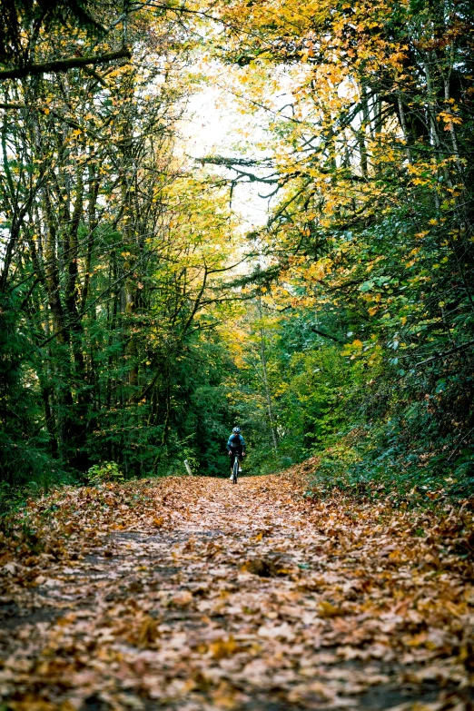 a person is riding a bicycle on a road surrounded by trees