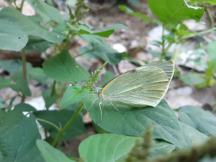 a green and yellow erfly sitting on top of leaves