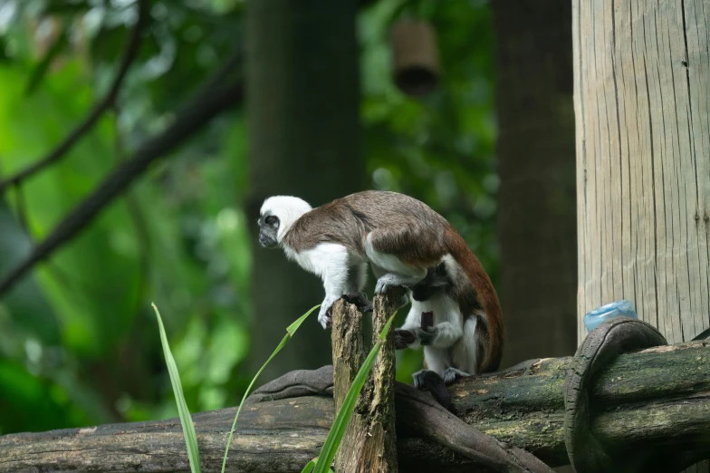 a small monkey on a log with trees in the background