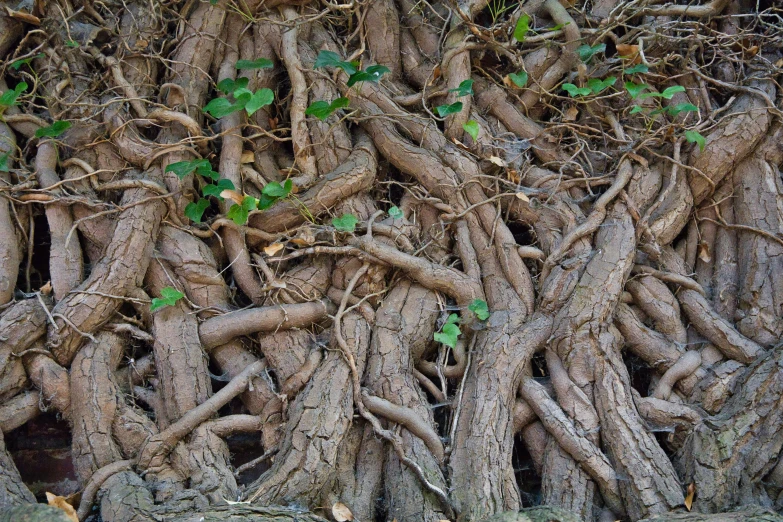 the roots of trees are growing very high