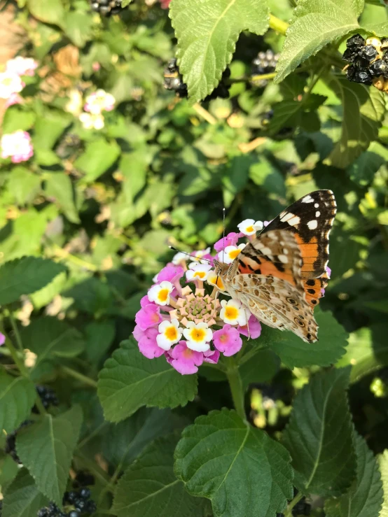 a erfly sits on top of a pink flower