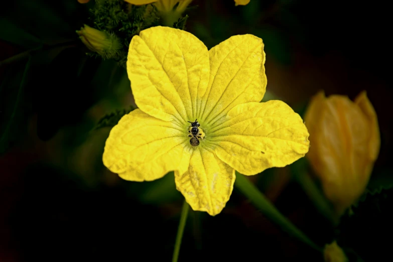 a large yellow flower with a bug on it