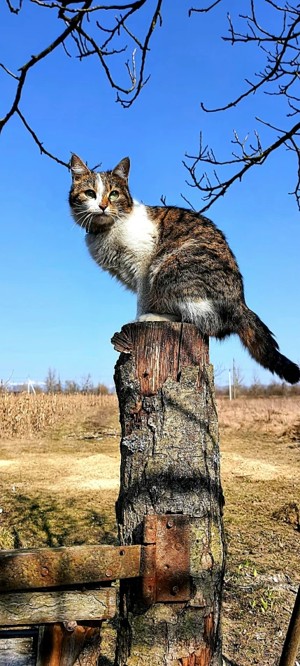 a small cat is standing on a post