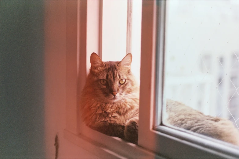 a brown cat is looking out of the window