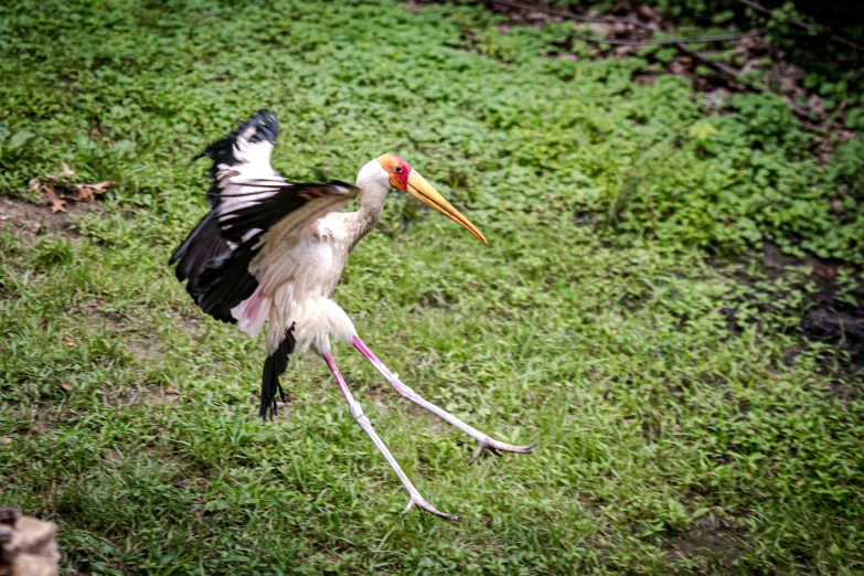 a tall bird with a long bill standing in the grass