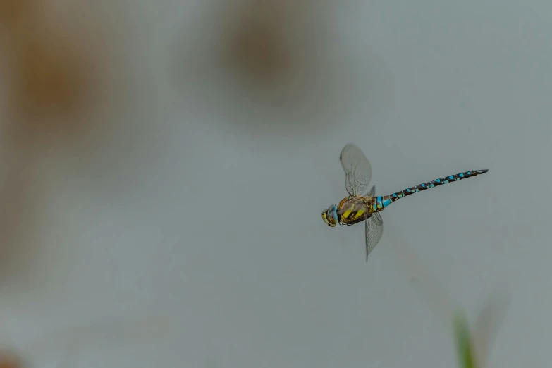 a dragon flys over a water filled field