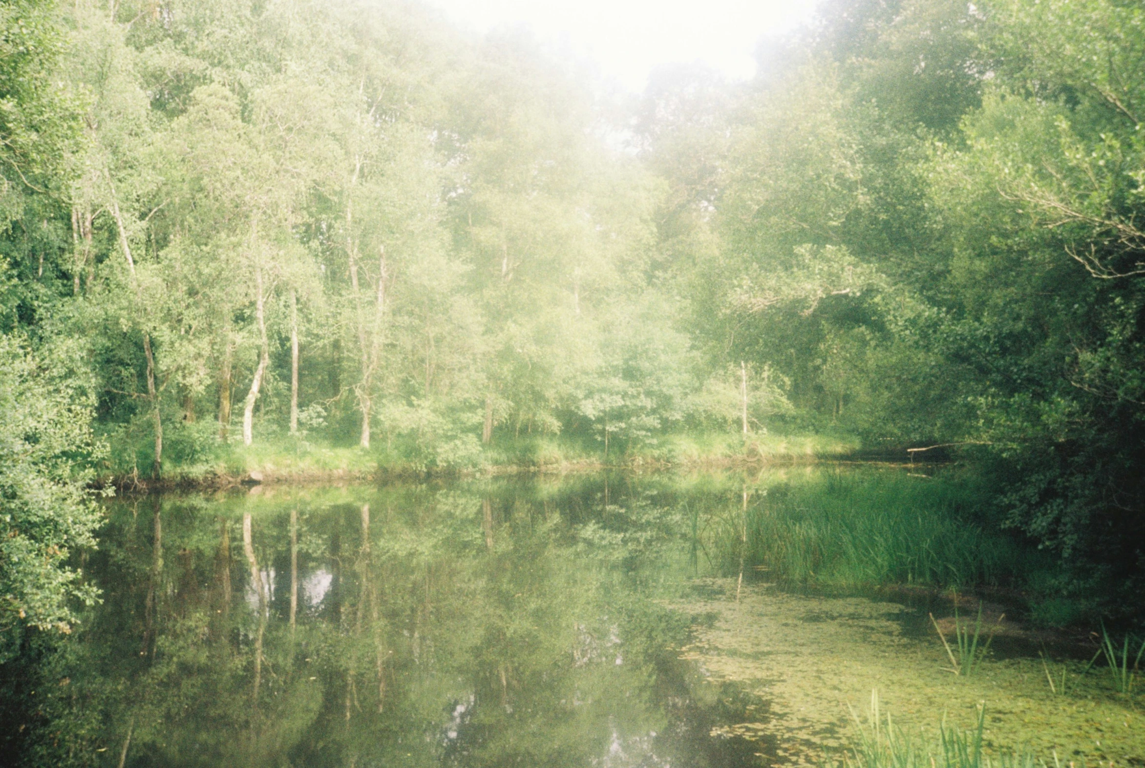 a body of water surrounded by lots of trees