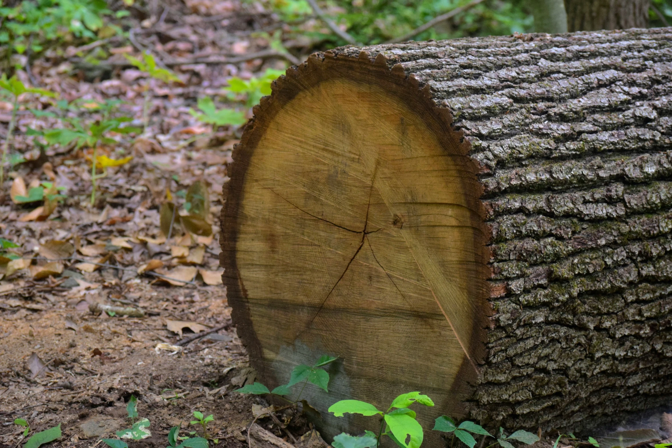 the bark on a tree has been cut down