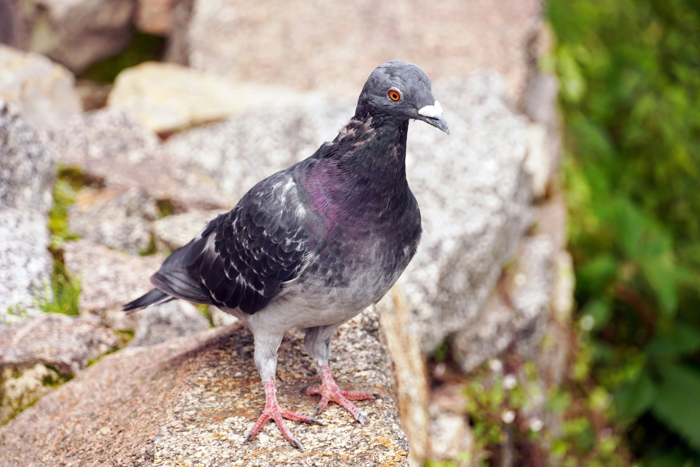 a bird stands on the rock looking around