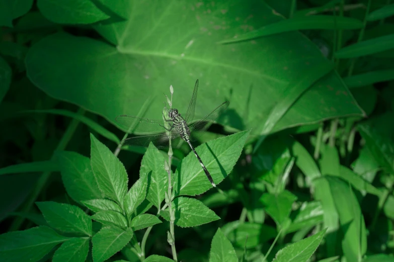 an insect sits on some grass near leaves