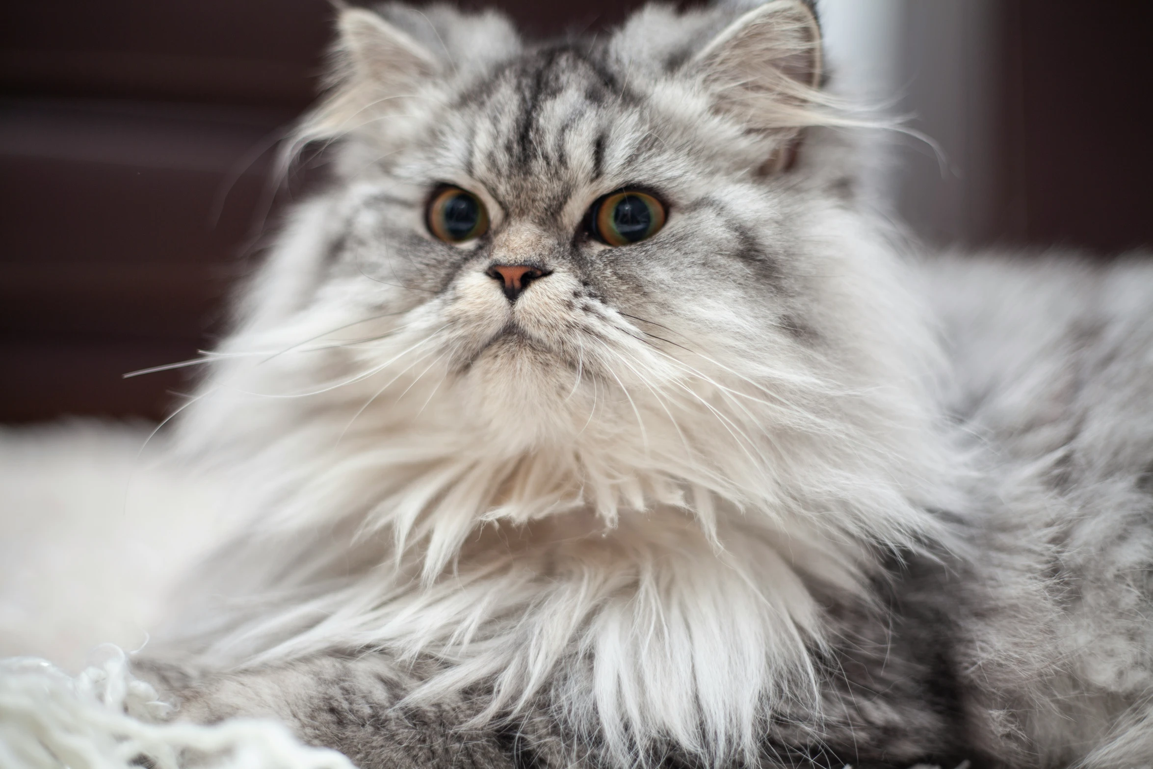 a long haired cat with blue eyes laying on a fluffy surface