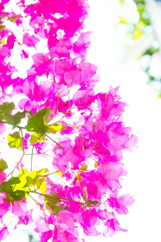 a close - up view of a bunch of pink flowers with green leaves