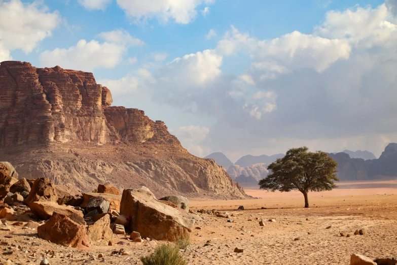 a lone tree stands in the desert on a sunny day