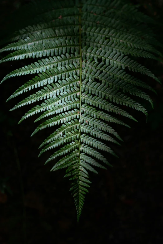 a large fern leaves is seen in the dark