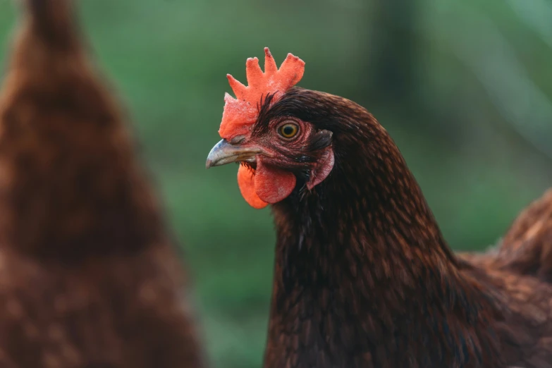 two chickens facing forward with other hens