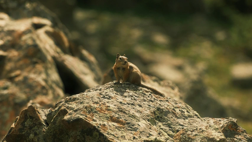 a small animal sitting on top of a large rock