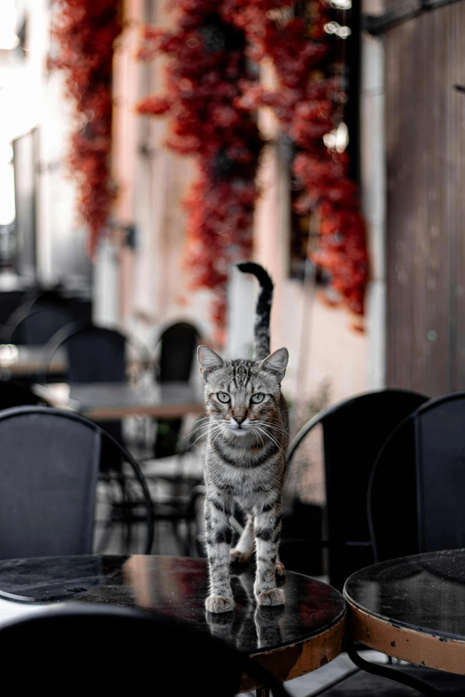 a cat that is standing on some chairs