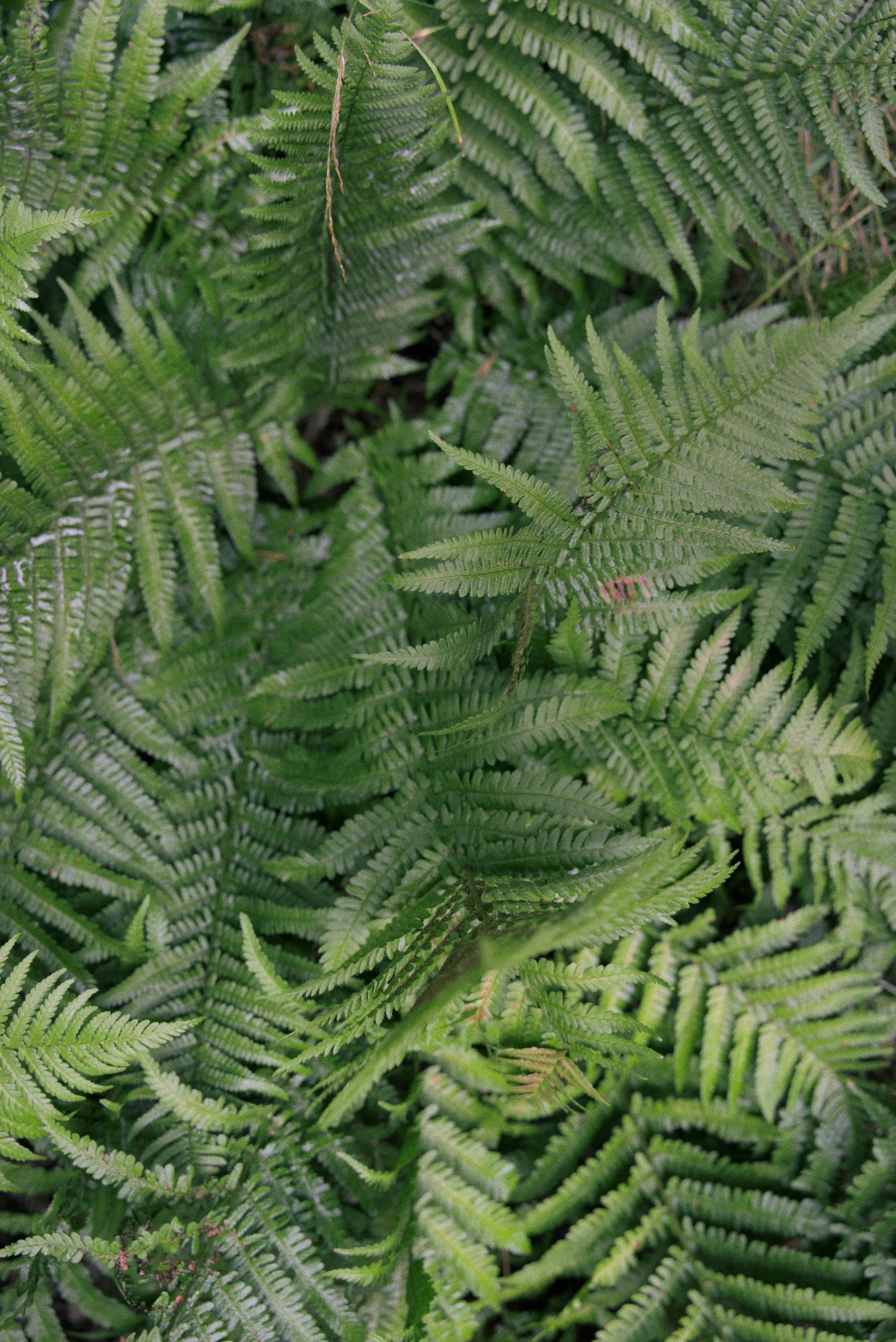 a large group of green leaves next to a bush