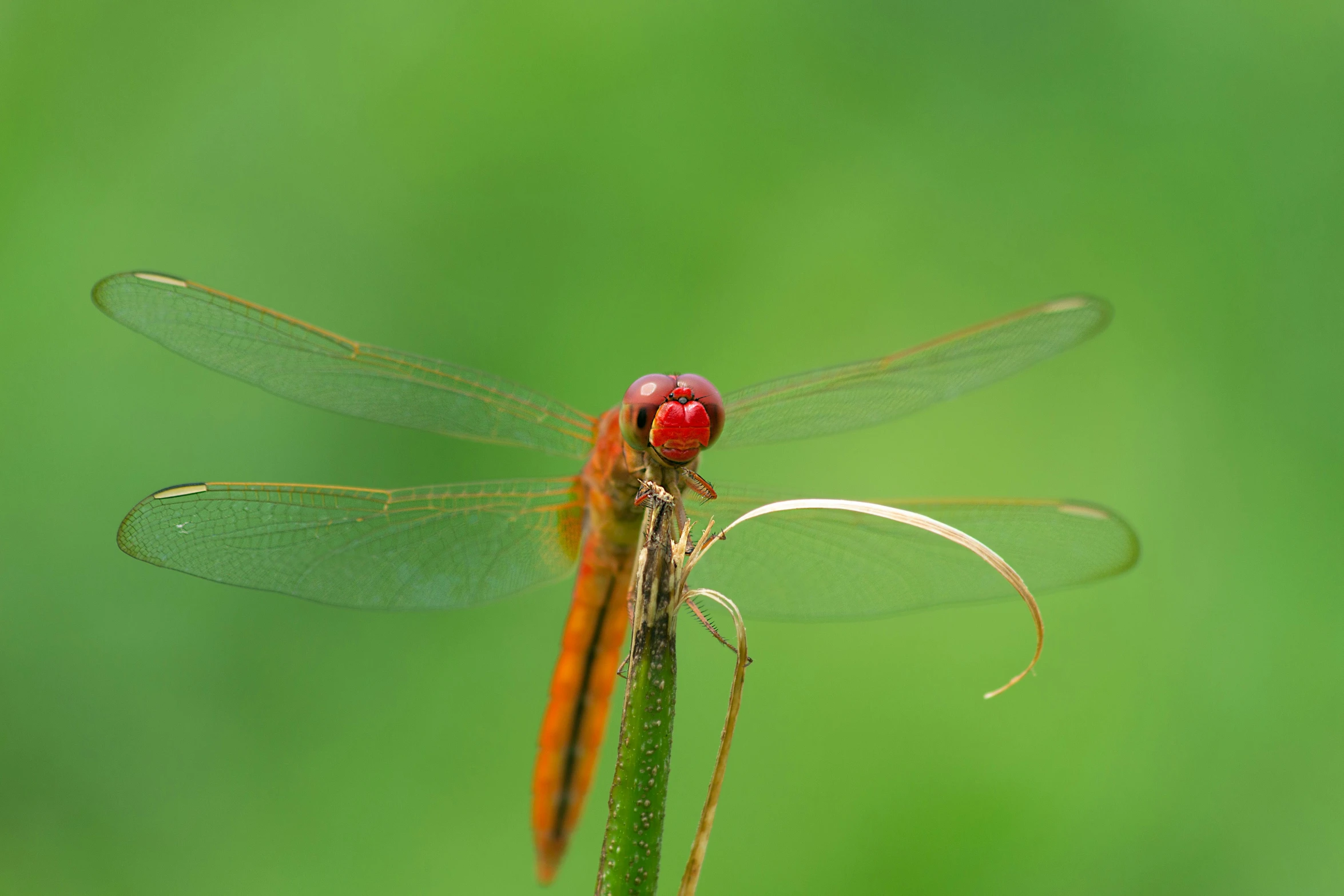 an insect is shown sitting on a plant