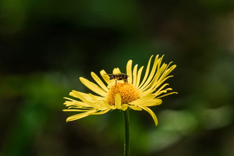 there is a bee that is sitting on the flower