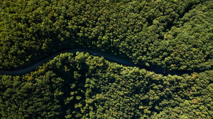 a road runs through a lush forest surrounded by tall trees