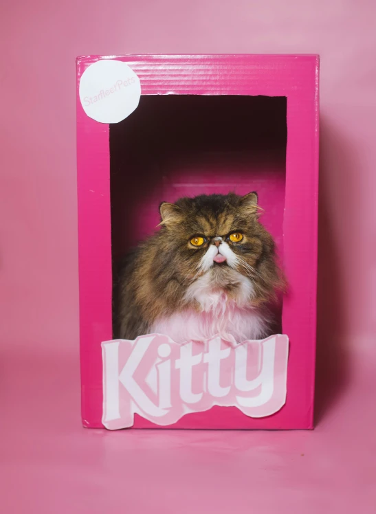 cat with big eyes is in a pink kitty crate