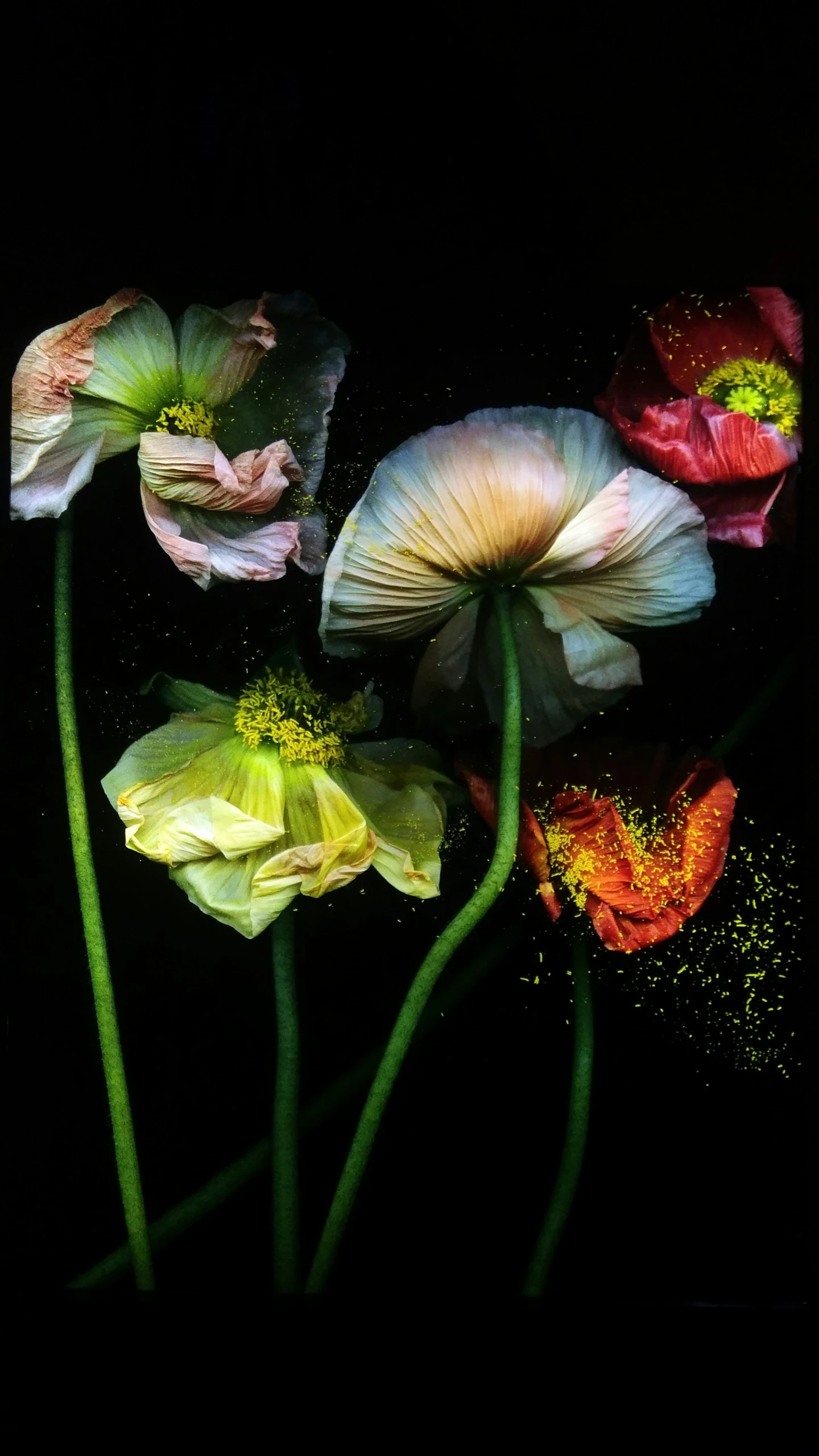 a close up of some flowers in a black background