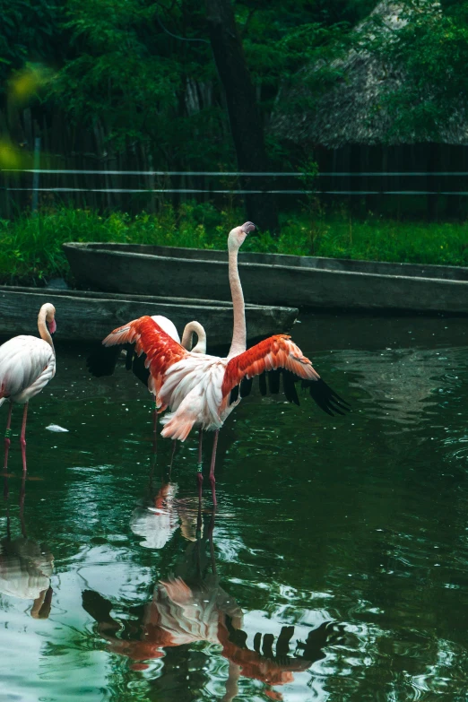 a group of flamingos standing in the water