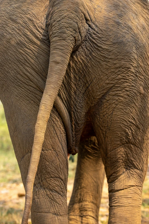 an elephant's back end that is touching the ground