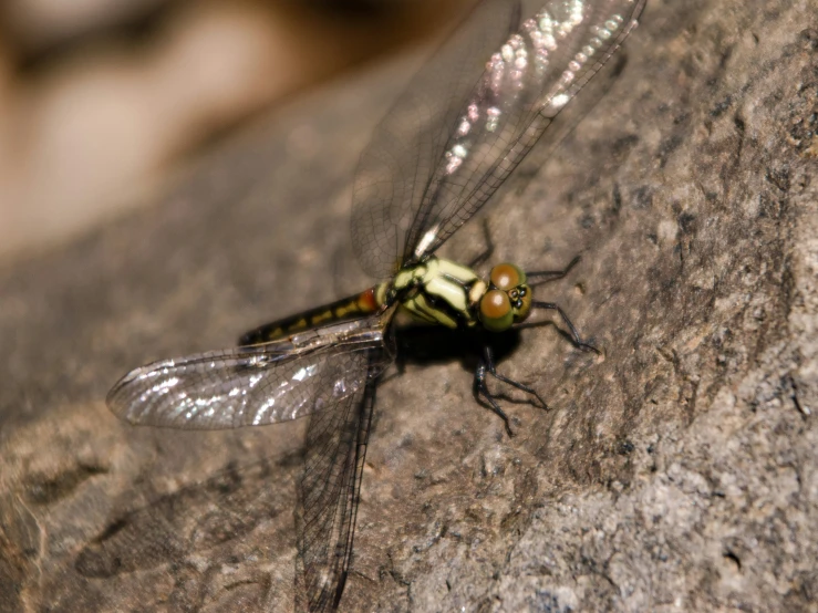 a large yellow and black dragon fly on a rock