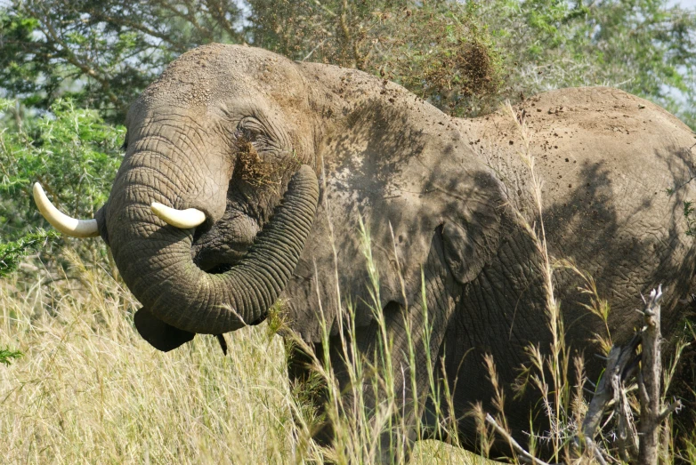 a large gray elephant standing on top of a grass covered field