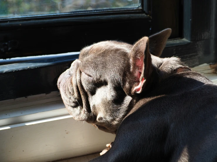 the small dog is resting on a windowsill