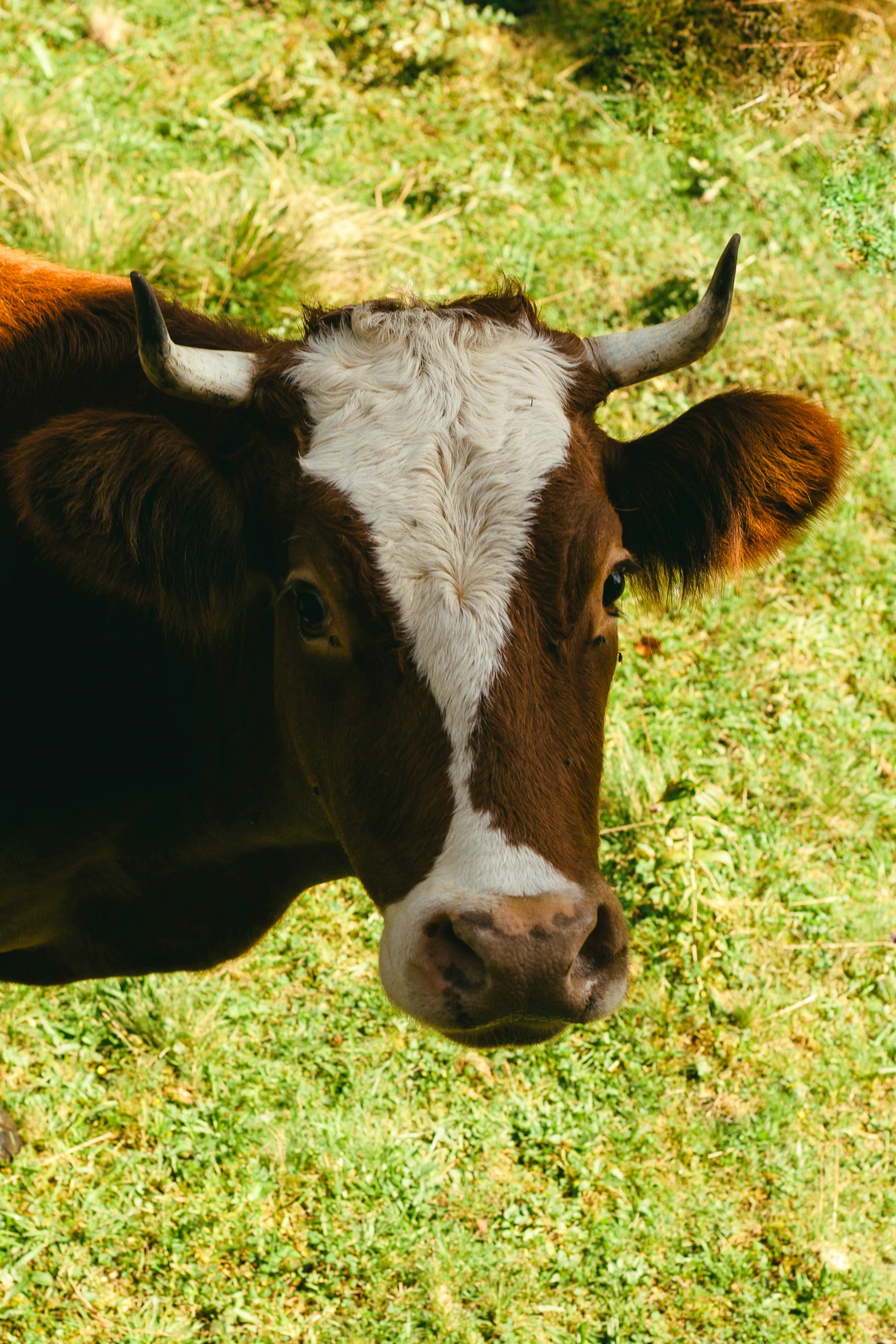 a cow that is looking at the camera in some grass