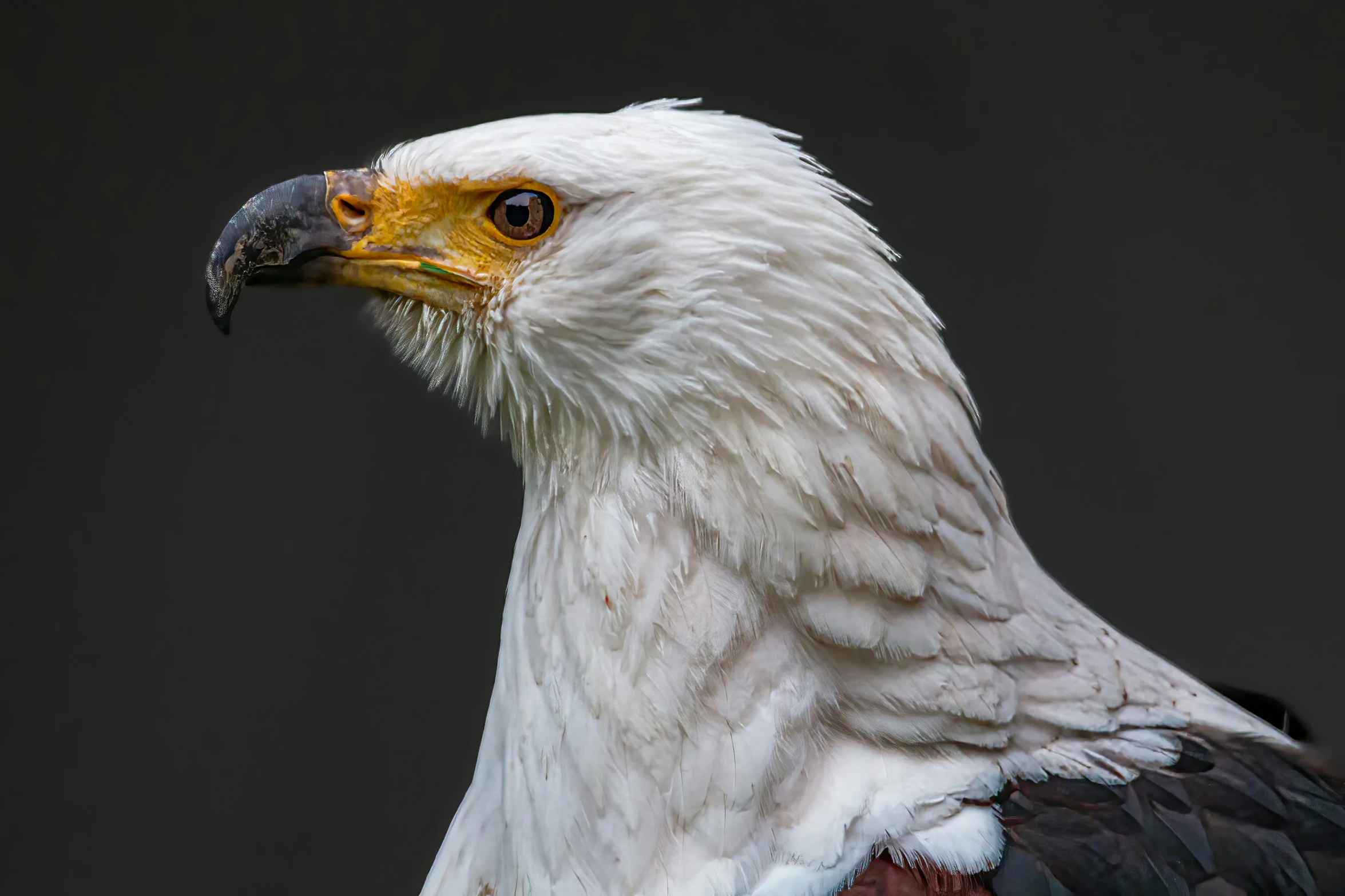 a white eagle with brown beak standing against a dark background