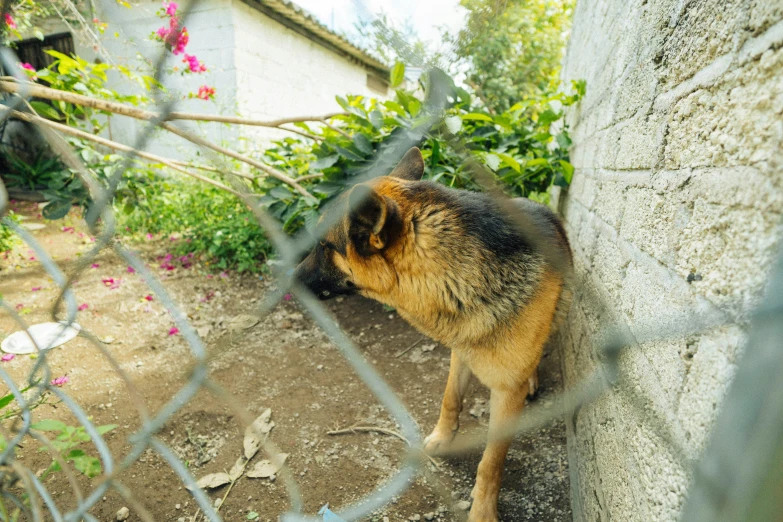 a brown and black dog looking through a wire fence