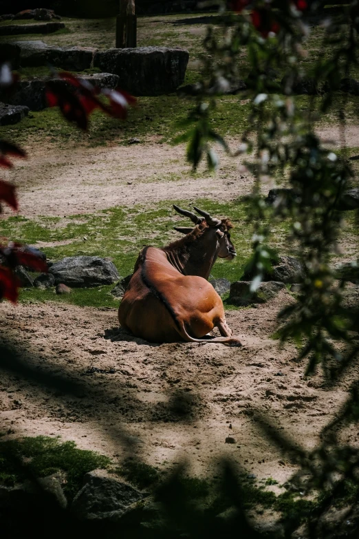 two animals on the ground of a field in a zoo