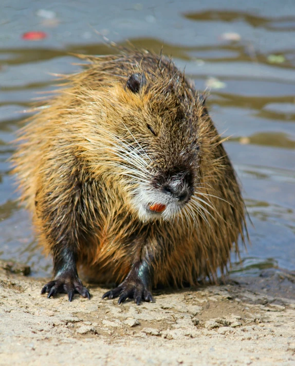 a small rodent standing on its hind legs in front of water