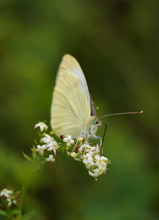 a erfly that is sitting on some white flowers