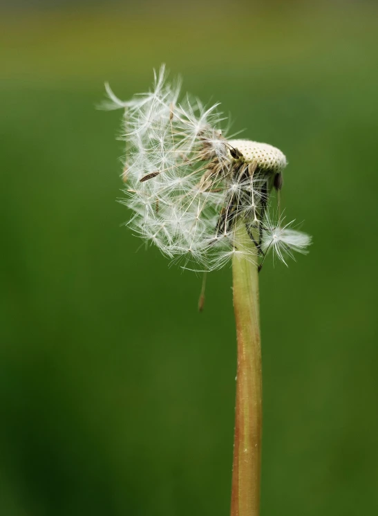 a dandelion is blowing in the wind