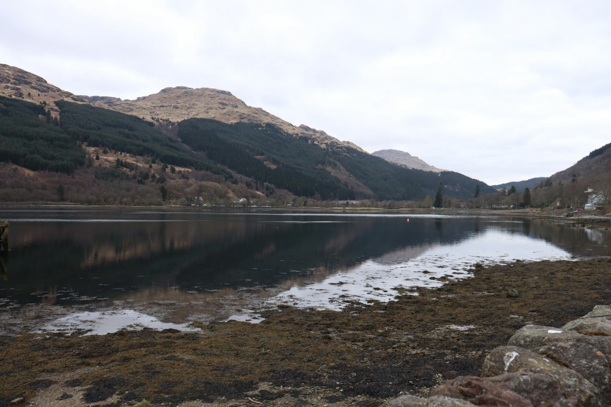 the water is quiet and still covered with algae