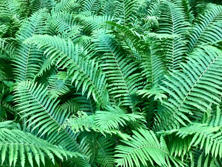 the large green fern is very big and shiny