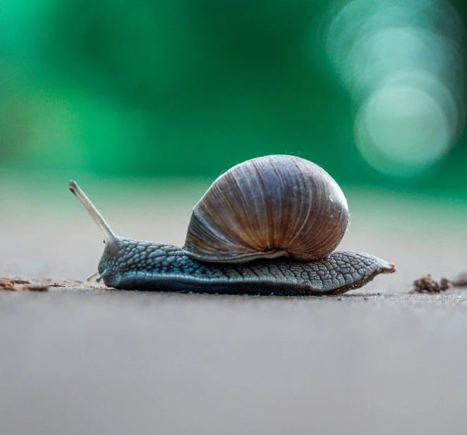 a large snails is crawling along the sidewalk